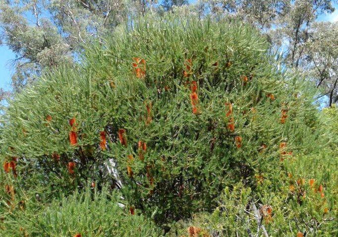 hard-pruning-a-banksia-ericafolia