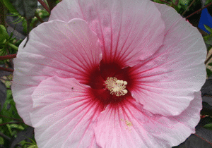 hibiscus