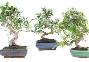 pb-bonsai-collection